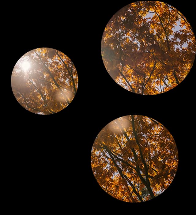 Three circles as a window looking out to a tree with orange leaves