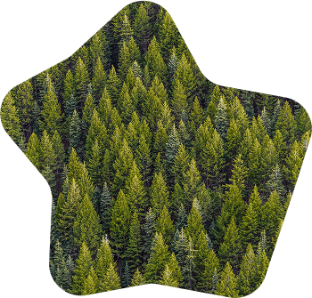 treetops in a dense forest