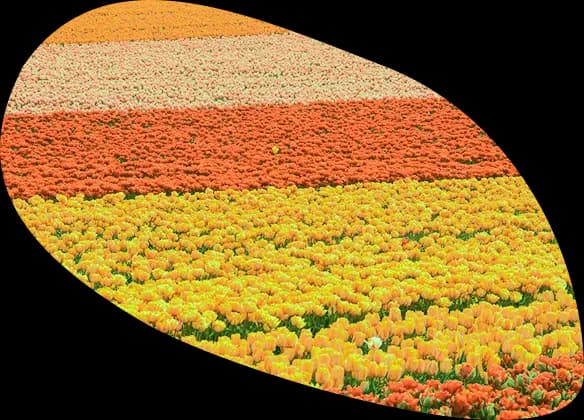 A field of tulips with stripes of difference shades of yellow and orange